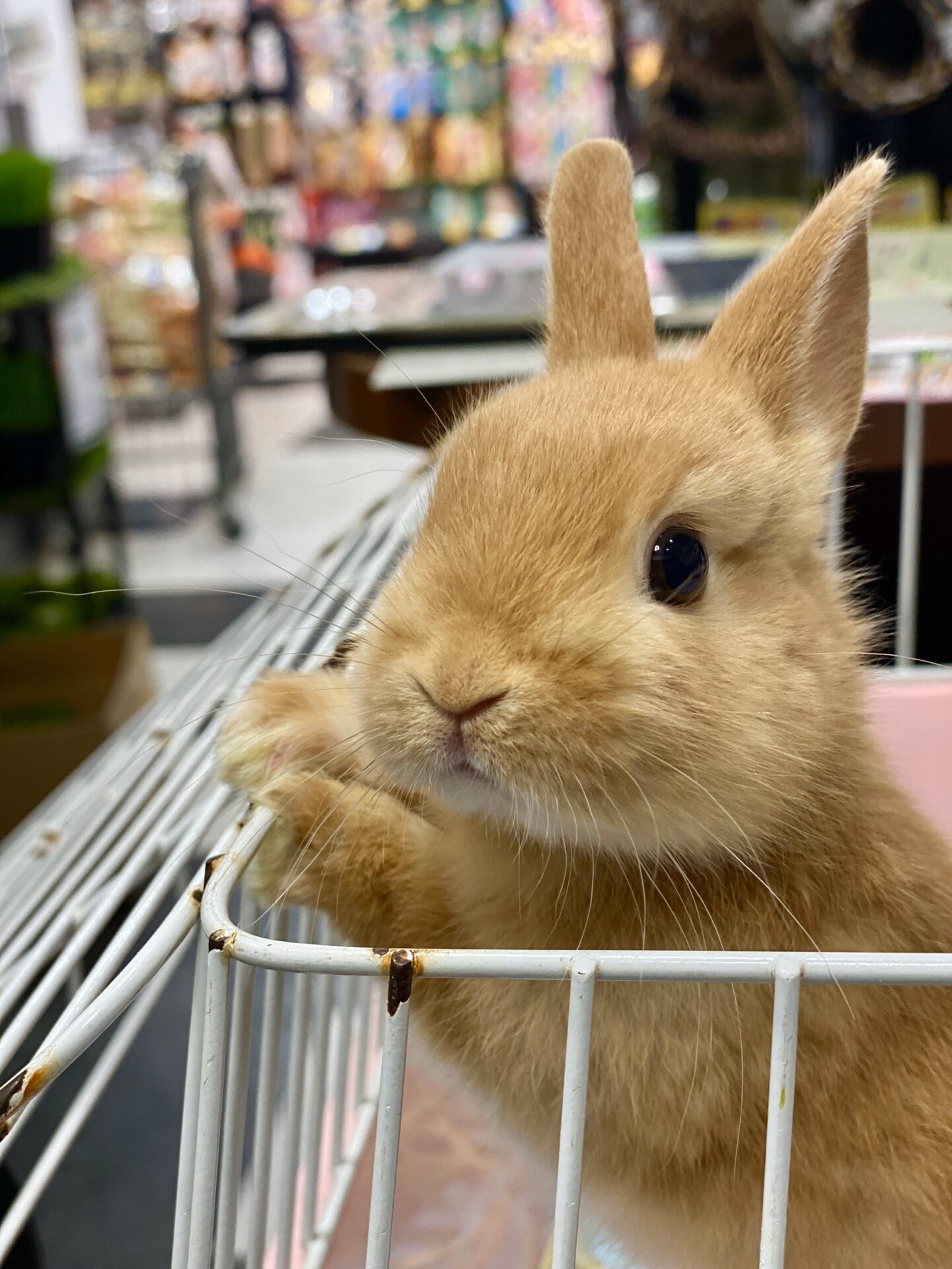 うさぎを飼うためにしたこと。